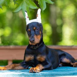 Black girl - Dark green collar - Black and rust female Doberman Pinscher puppy in Old Bridge, New Jersey from Wizard Ost Revolution kennel