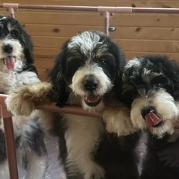 Assorted Doodle Crosses, Bernedoodles, and Goldendoodles from Erica’s Doodles