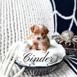 Cinder - Red  female Goldendoodle puppy in Springville, Utah from Happy Doodle
