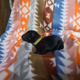 Yellow collar - Black female German Shepherd puppy in Cadet, Missouri from Working Valley Shepherds