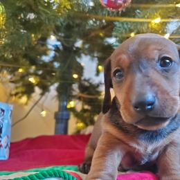 Chip - Dachshund puppy from Luna May's daschunds