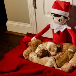 Goldendoodle Puppies from Ellie's Goldendoodles