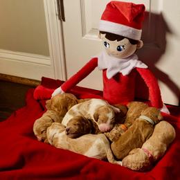 Goldendoodle Puppies from Ellie's Goldendoodles