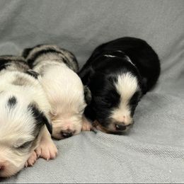 Aussiedoodle, Miniature Australian Shepherd, Pomeranian, and Toy Australian Shepherd Puppies from SBA Aussies