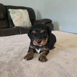 Charity - Black and tan female Cavapoo puppy in Floyd, Virginia from Hearts and Paws Poodles and Doodles