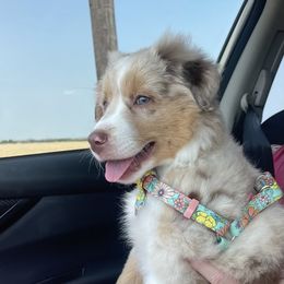Miniature American Shepherd Puppies from Paragon Ranch