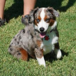 Reckless BMM - Blue merle male Miniature Australian Shepherd puppy in Lawton, Oklahoma from Lindsey’s Aussies