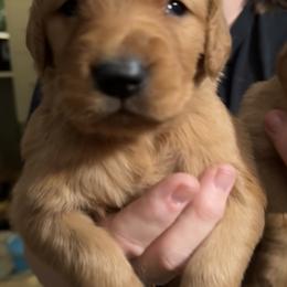 Lava Boy 3 - Dark golden male Golden Retriever puppy in Fort Morgan, Colorado from Golden Girls Kennels, LLC