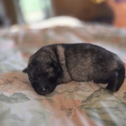 Skittles - Gray silver and black male Keeshond puppy in Logan, Ohio from Hocking Hills Keeshonds