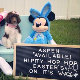 Poodle Puppies from The Parti Collection