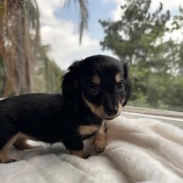 Zoely - Black and cream female Dachshund puppy in San Diego, California from Enchanted little dachshunds