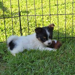 BLOSSOM - White black and tan female Papillon puppy in Hollister, Missouri from Swan Creek Kennel