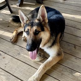 Maverick  - German Shepherd