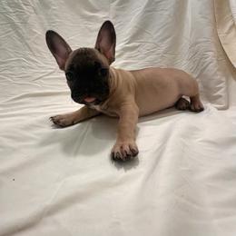 Light Blue - Brindle and white male French Bulldog puppy in Anaheim, California from Brightest Days Ahead