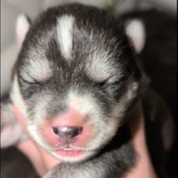 Alaric - Agouti and white male Siberian Husky puppy in Richland, Mississippi from Feazell’s Siberian Huskies