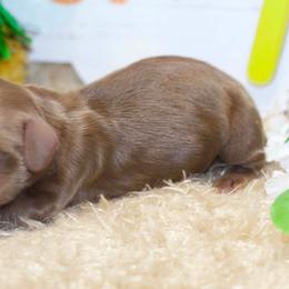 Dallas - Chocolate and cream male Dachshund puppy in Bellville, Ohio from JK Mini Doxies