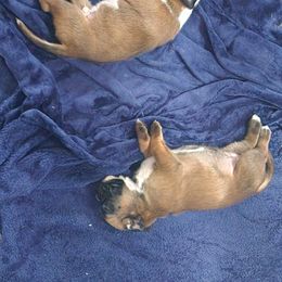 Boxer Puppies from Von Di Ludus