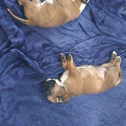 Boxer Puppies from Von Di Ludus