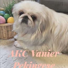 ADULT Vanier's Cindy - White female Pekingese puppy in Texas from Vanier Pekingese