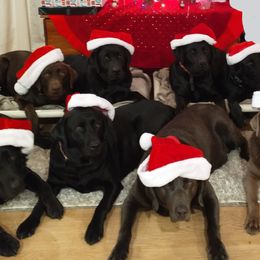 Dilute Retrievers and Labrador Retrievers from Best Kept Labs, Air Dogs & Training, LLC