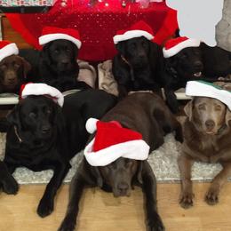 Dilute Retrievers and Labrador Retrievers from Best Kept Labs, Air Dogs & Training, LLC