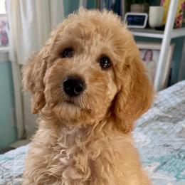 Glory - Apricot female Goldendoodle puppy in Pensacola, Florida from Goldendoodles Love You in Pensacola Friend Edition