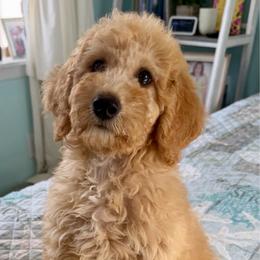 Glory - Apricot female Goldendoodle puppy in Pensacola, Florida from Goldendoodles Love You in Pensacola Friend Edition