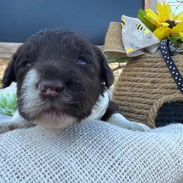 Tina - White and red female Bordoodle puppy in Canfield, Ohio from Poo's Doo's & Inu's