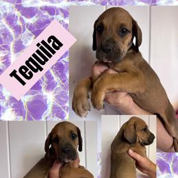 Tequila - Fawn female Great Dane puppy in Wellsville, New York from Prophecy Danes