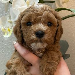 Nutmeg - male Cavapoochon puppy in Mt. Pleasant, Iowa from Platinum Premier Puppies