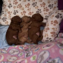 Poodle Puppies from Red toy poodles