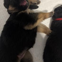 German Shepherd Puppies from Vom Kalte Stadt