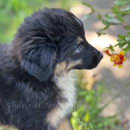 Toy Australian Shepherd puppies from Flying H Toy and Mini Aussies