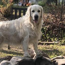 Golden Retrievers from Timberstone Retrievers