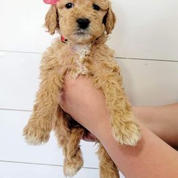 Goldendoodle Puppies from Life_on. Paws