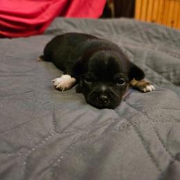 Boy 1 - Black and white male Chihuahua puppy in Meridian, Oklahoma from Crazy Love Kennels