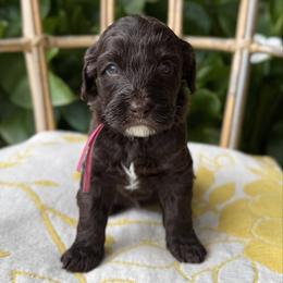 Phoebe - Chocolate female Australian Labradoodle puppy in Sacramento, California from Little Farmstead Labradoodles