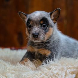 Zephyr - Blue speckled male Australian Cattle Dog puppy in Gatlinburg, Tennessee from Greenbrier