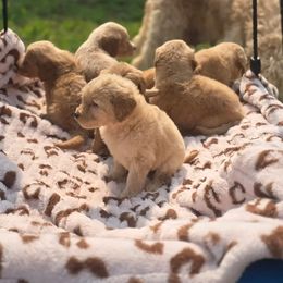 French Bulldog, Goldendoodle, and Mal-Shi Puppies from Courtney Nicole's Goldendoodles