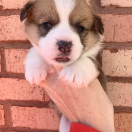 Frosty - Red male Pembroke Welsh Corgi puppy in Cumming, Georgia from Carter’s Corgis LLC