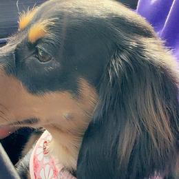 American Corgis, Dachshunds, and Pembroke Welsh Corgis from Seven B Corgis & Doxies