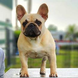 French Bulldog Puppies from Reds Frenchies
