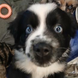 Bay - Black tri-color male Australian Shepherd puppy in Charlotte, North Carolina from Tranquility Trail Aussies