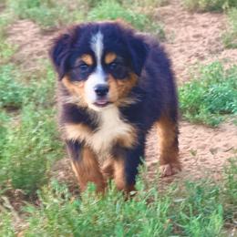 Rain - Black tri-color female Australian Shepherd puppy in Mineral Wells, Texas from A6 Australian Shepards