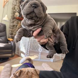Chinese Shar-Pei Puppies from Morgan's Chinese Shar-Pei