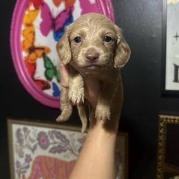 Rue - Cream female Dachshund puppy in Coatesville, Indiana from ADH Dachshunds