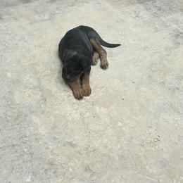 Boy 4 - Black and mahogany male Rottweiler puppy in Delta, Pennsylvania from Von Hause Hushon Rottweilers