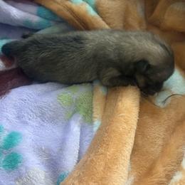 Maple - Orange sable female Pomeranian puppy in Las Vegas, Nevada from PupsByNikki