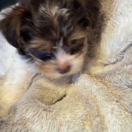 Yorkshire Terrier Puppies from MCM Acres