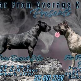 Cane Corso puppies from Far From Average Kennels